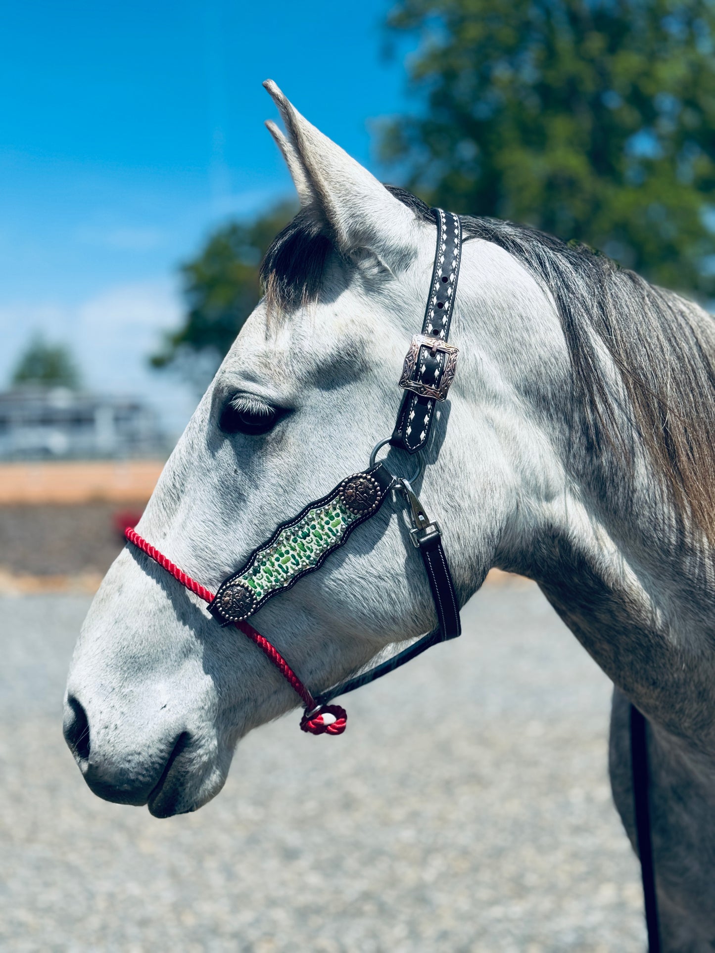 DEAL OF THE DAY HYBRID HALTER